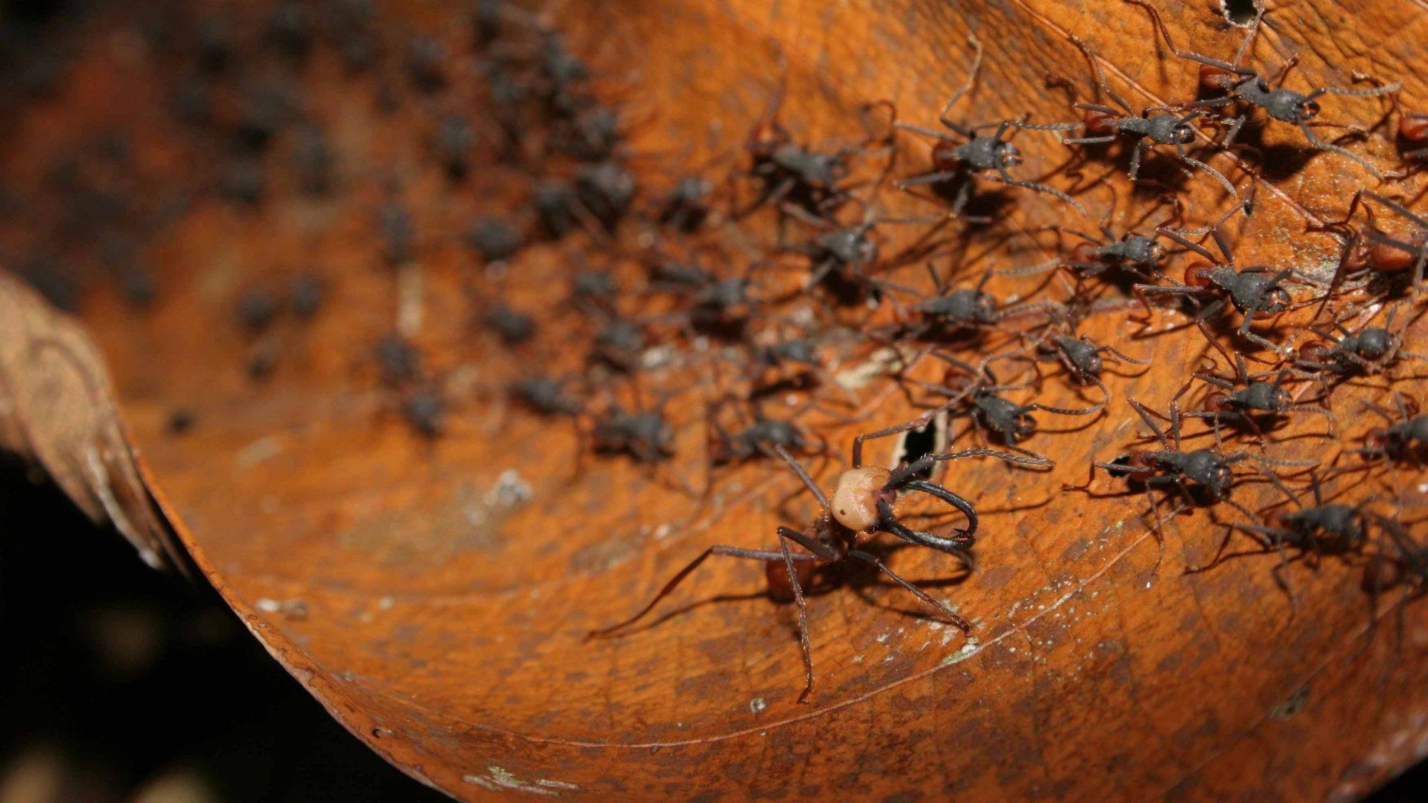 Название армейского муравья. Муравьи сиафу. Сиафу муравьи убийцы. Кочевые муравьи сиафу. Эцитоны Бурчелли.
