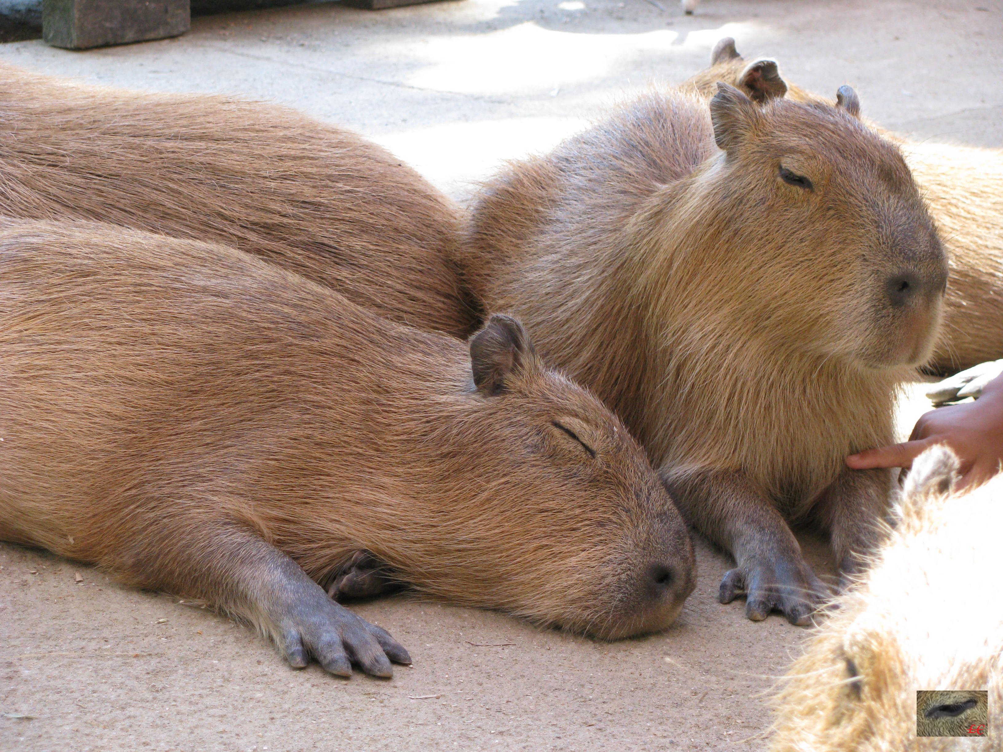 My pets capybaras. Большая морская Свинка капибара. Капибара эндемик Северной Америки. Нутрия и капибара. Капибара альбинос.