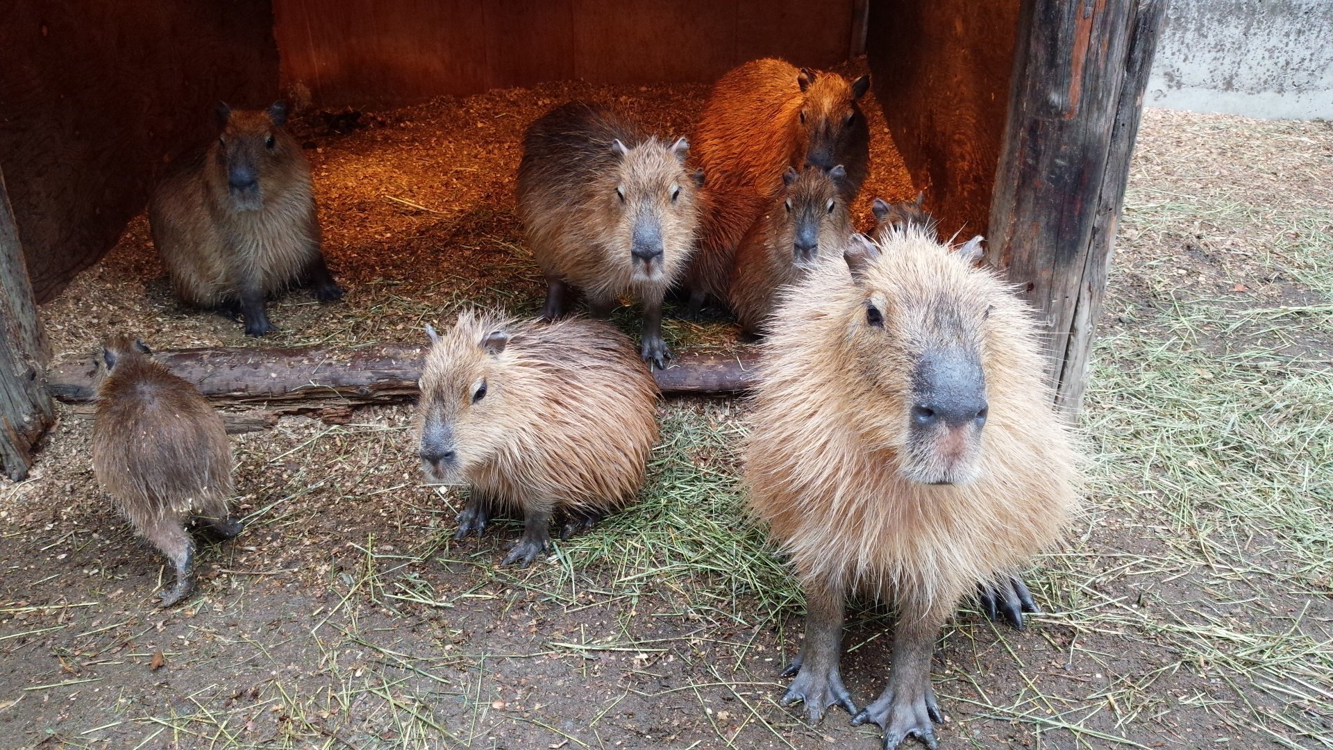 My pets capybaras. Капибара. Отряд Грызуны капибара. Капибара 1920.