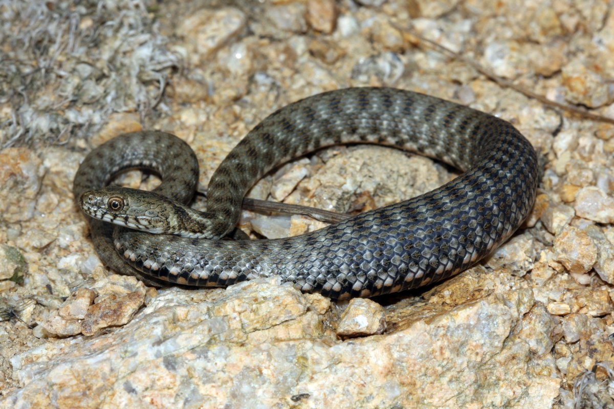 Змея шахматная гадюка