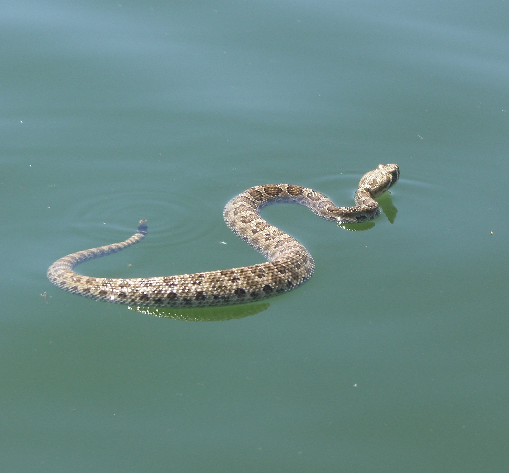 Много змей в воде. Бычколов змея Азовское море. Водяной уж бычколов. Болотная гадюка Индии. Уж бычколов в Азовском море.