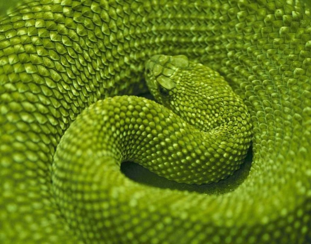 Змея свернулась