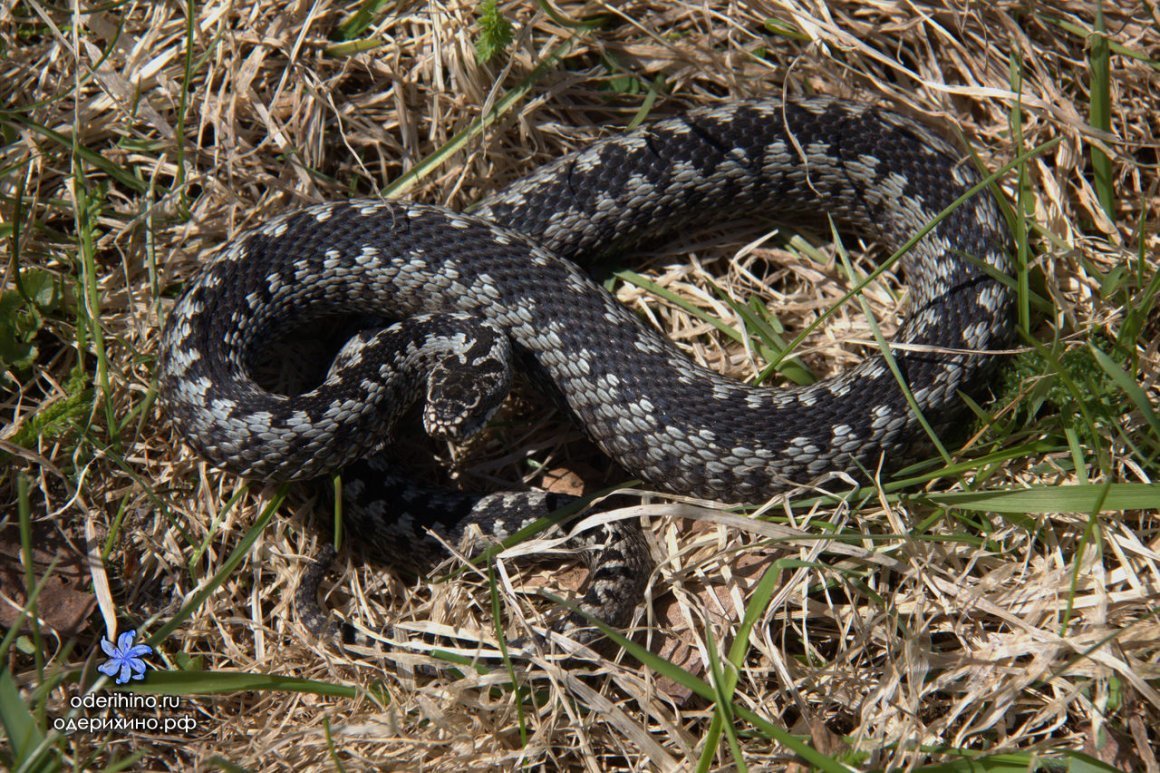 Змея шахматная гадюка