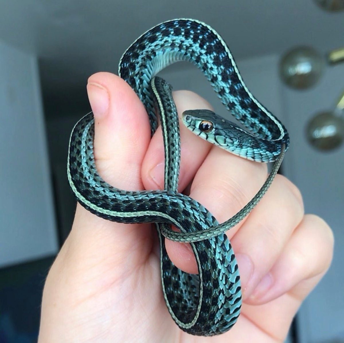 Калифорнийская подвязочная змея