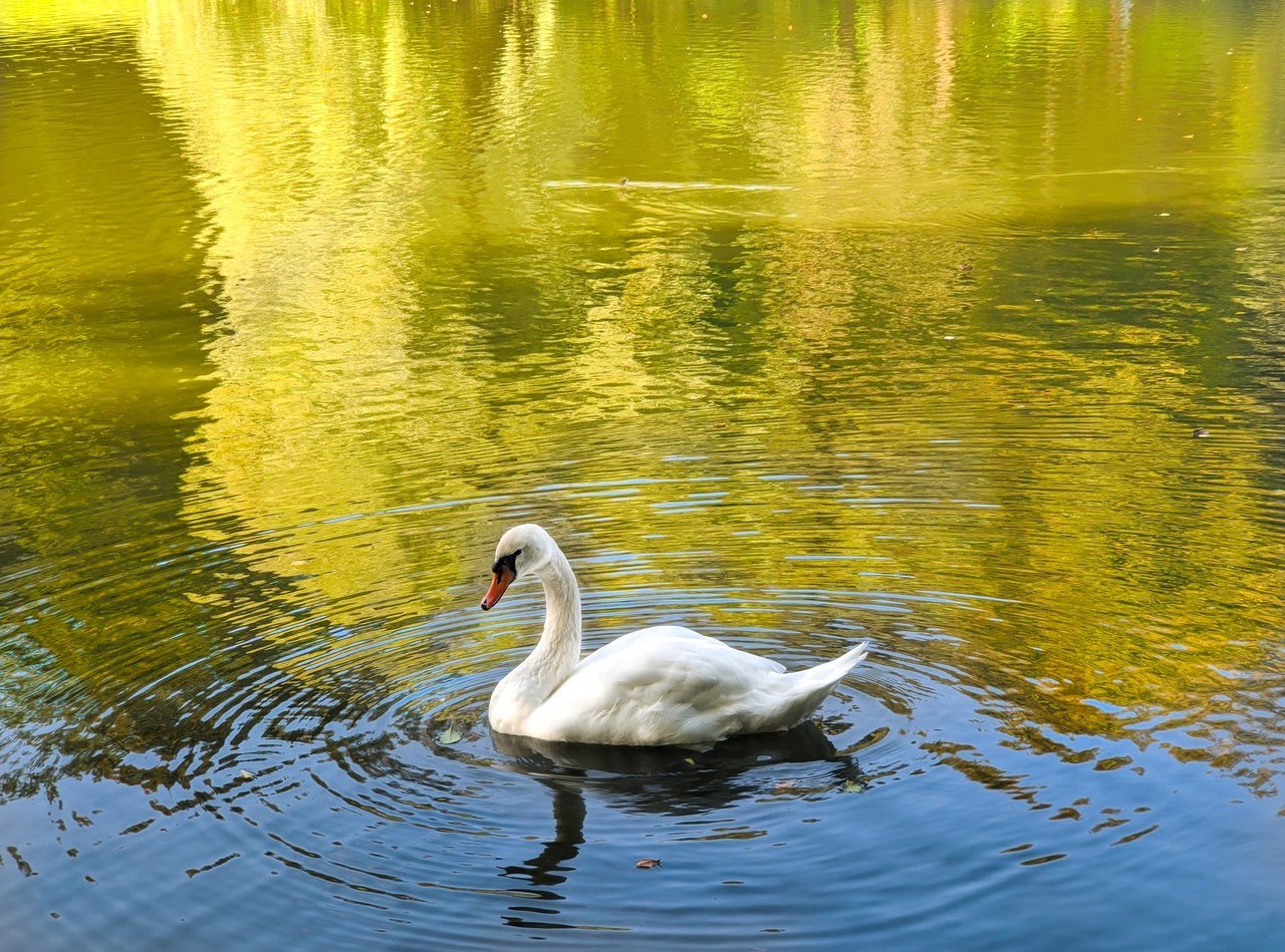 Песня белые лебеди автор. Белые лебеди на озере. Пайбулатовское озеро. Белый лебедь на пруду. Лебеди в пруду.