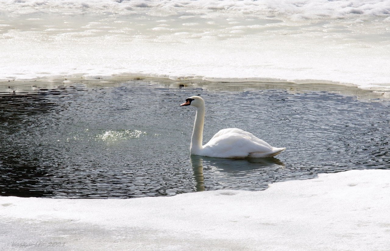 Мягкое слово лебедь. Лебеди в Карякинском парке. Лебеди в Карякинском парке Рыбинск. Лебеди в Кронштадте. А белый лебедь на пруду караоке.