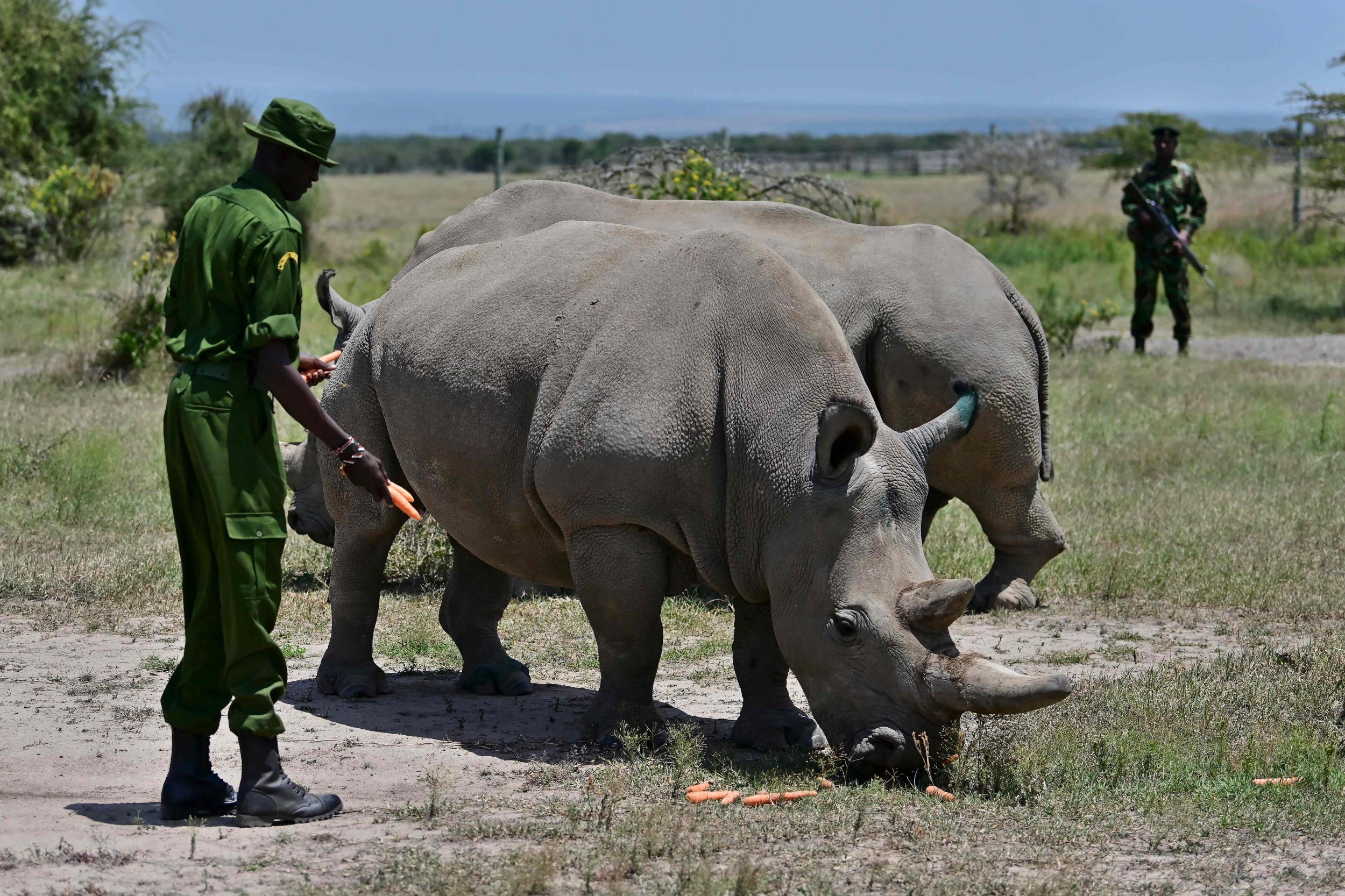 Северные носороги сколько осталось. Наджин белый носорог. Северный белый носорог 2021. Северный белый носорог охрана. Наджин и фату.