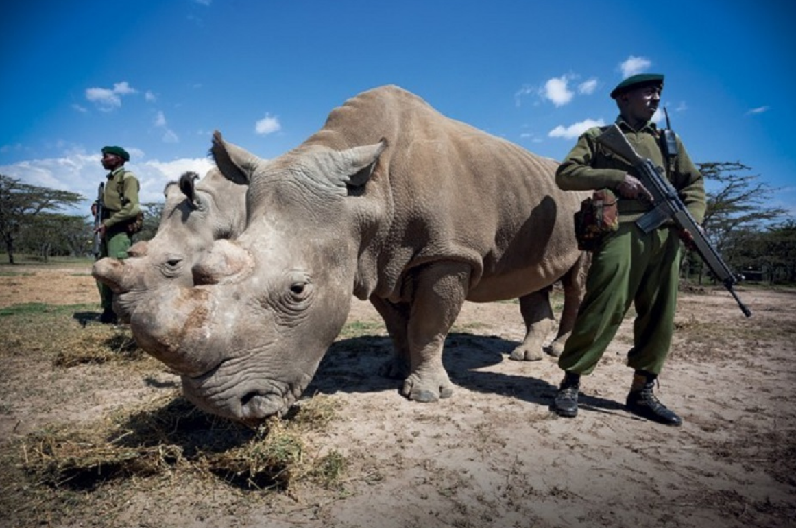 Белый носорог сколько осталось. Северный белый носорог Судан. Белый носорог альбинос. Северный белый носорог численность на 2023.