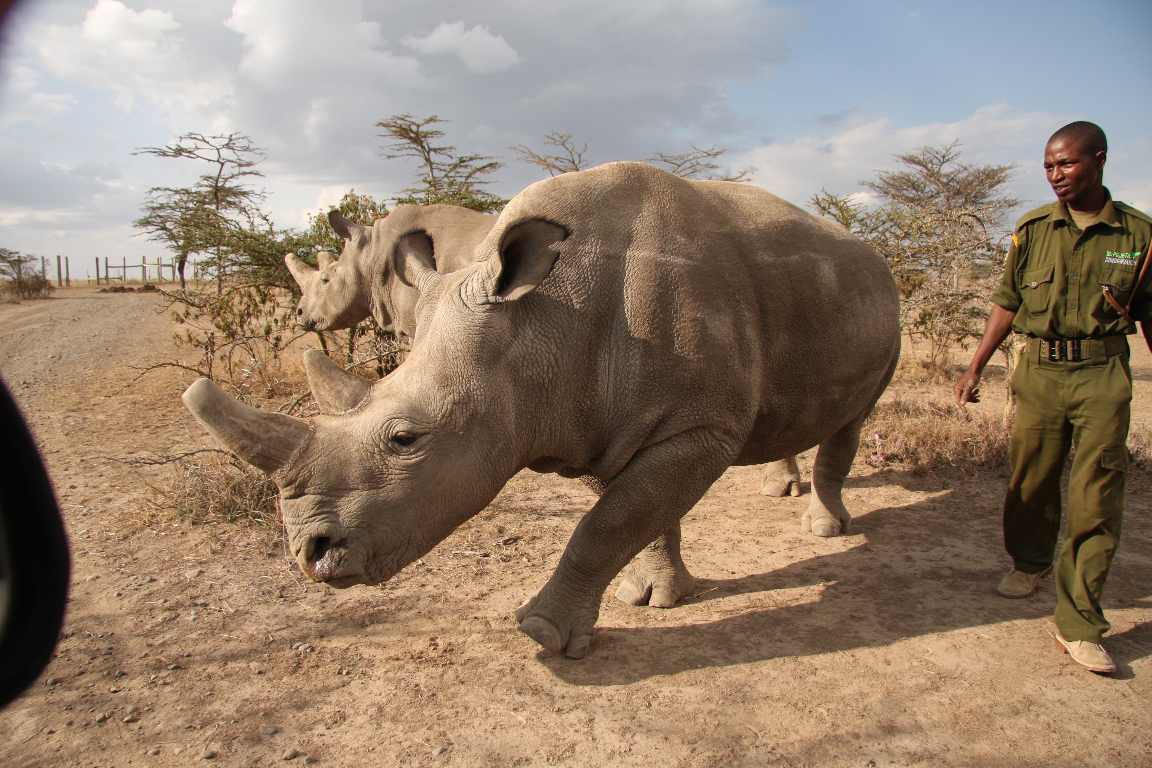 Северные носороги сколько осталось. Наджин белый носорог. Северный белый носорог вымер. Носорог альбинос. Фату носорог.
