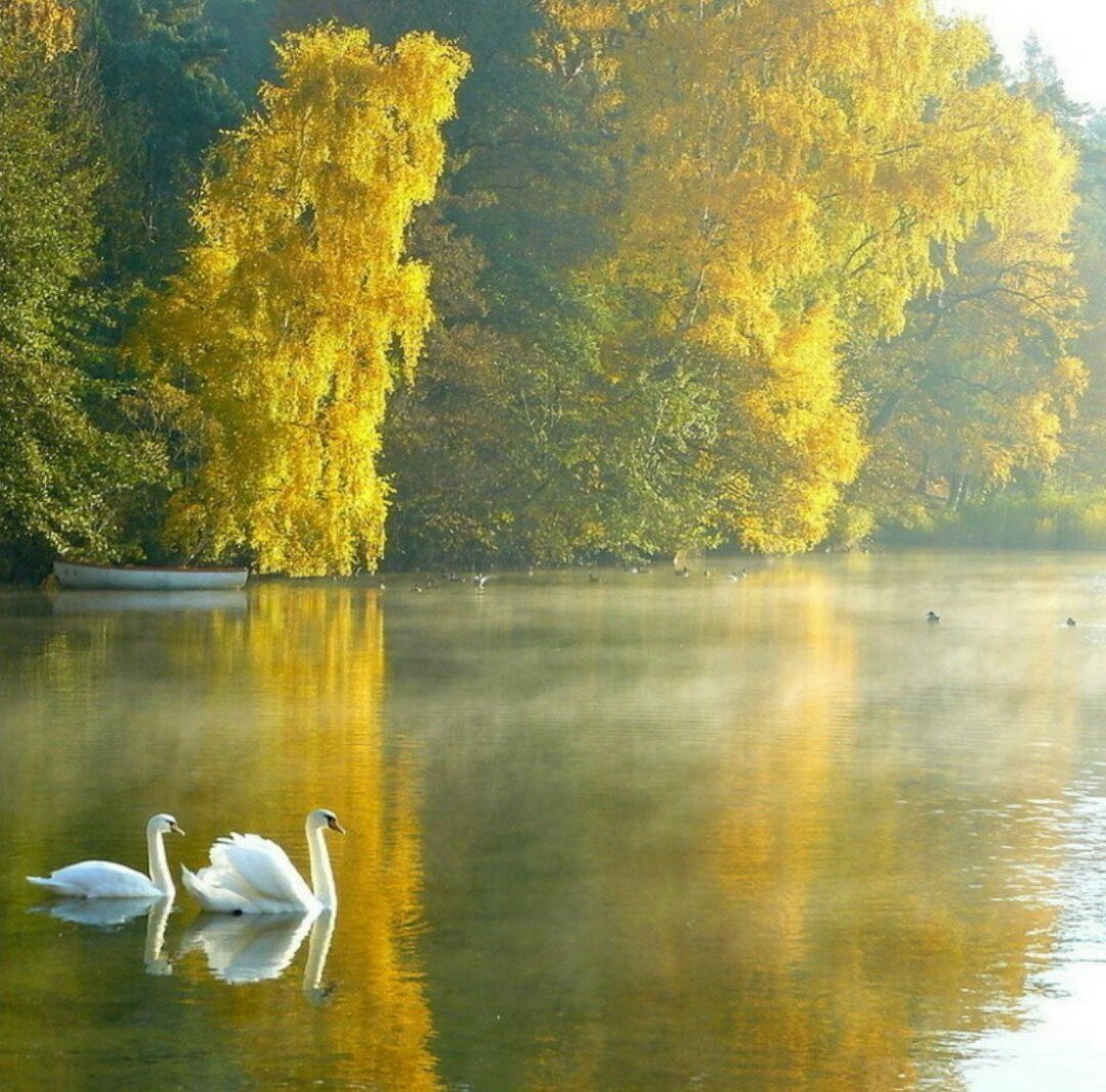 Благодать рекою. Екатерининский парк осень озеро лебеди. Лебеди на озере. Лебеди на озере осенью. Осенний пейзаж с лебедями.
