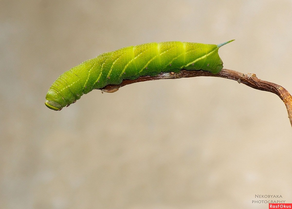 Махаон Бражник гусеница