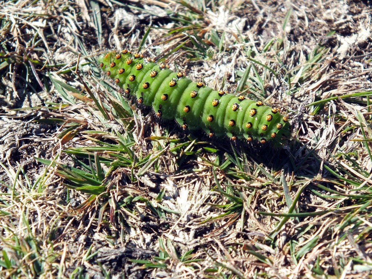 Green Caterpillar гусеница