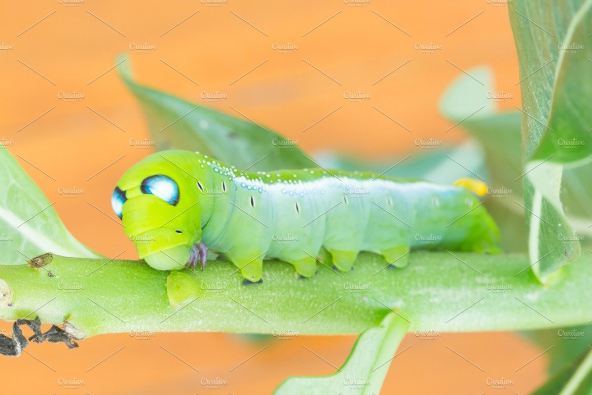 Родители кормят скворчат червячками и гусеницами.