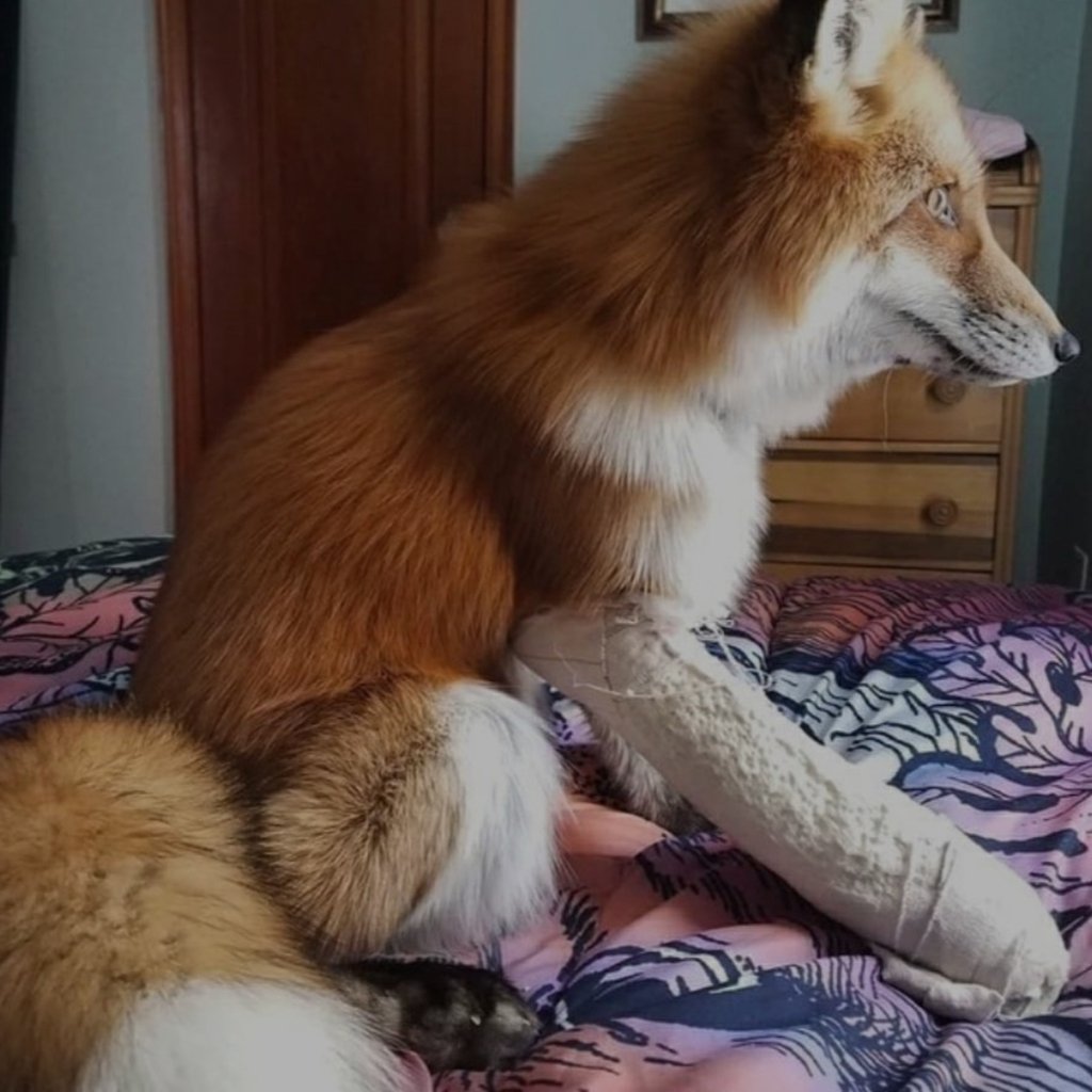 Лиса домашняя пушистая