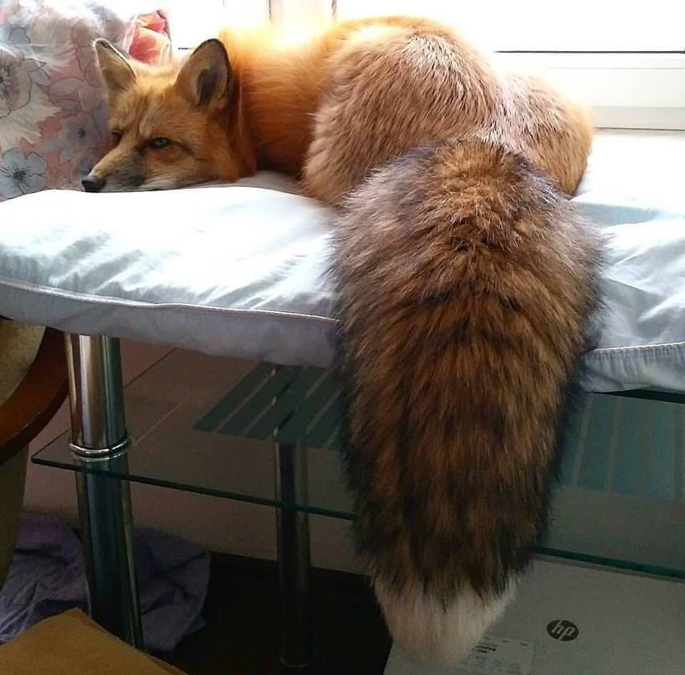 Лиса в домике