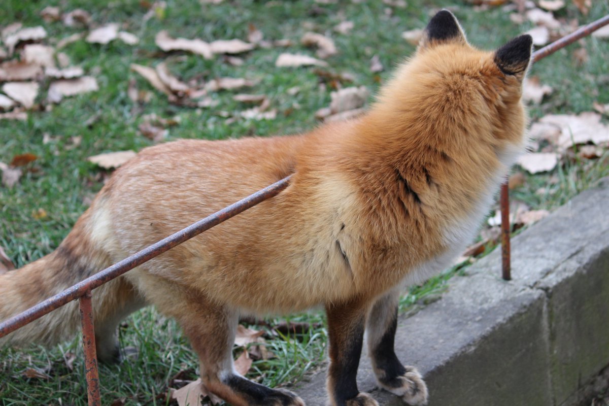 Тибетская лисица арт