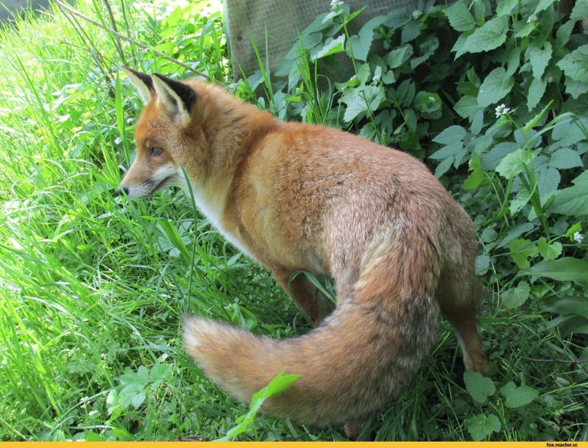 Пушистый хвост лисы