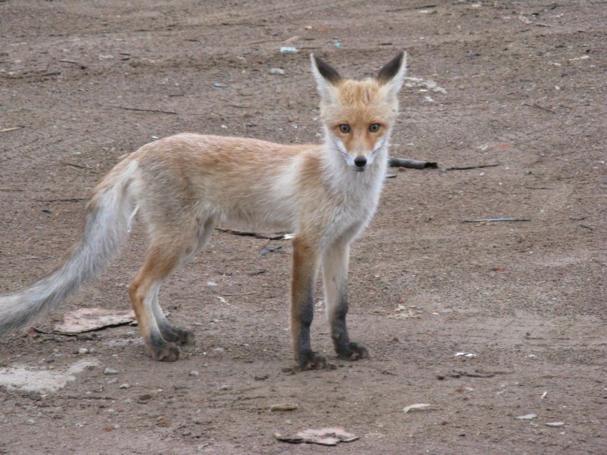 Худая лиса