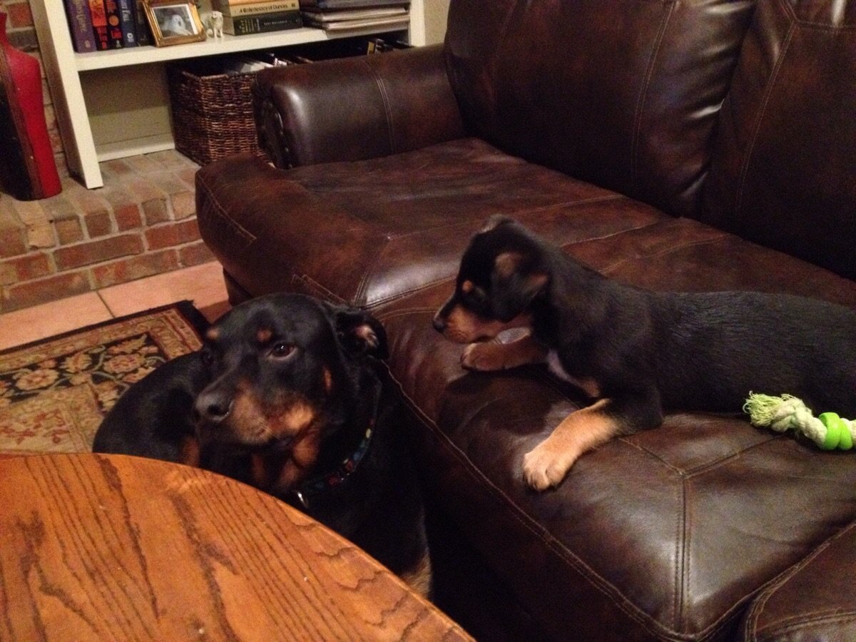 Пума Луна и ротвейлер