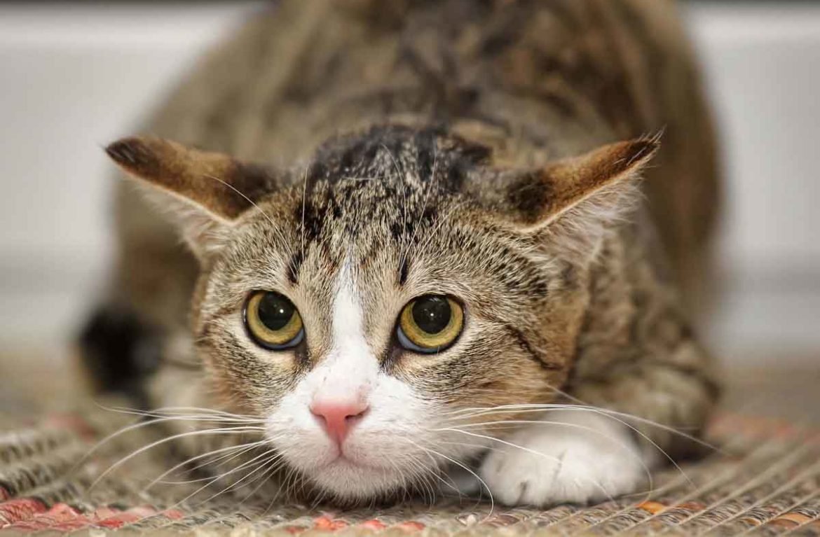 Стресс у кошки