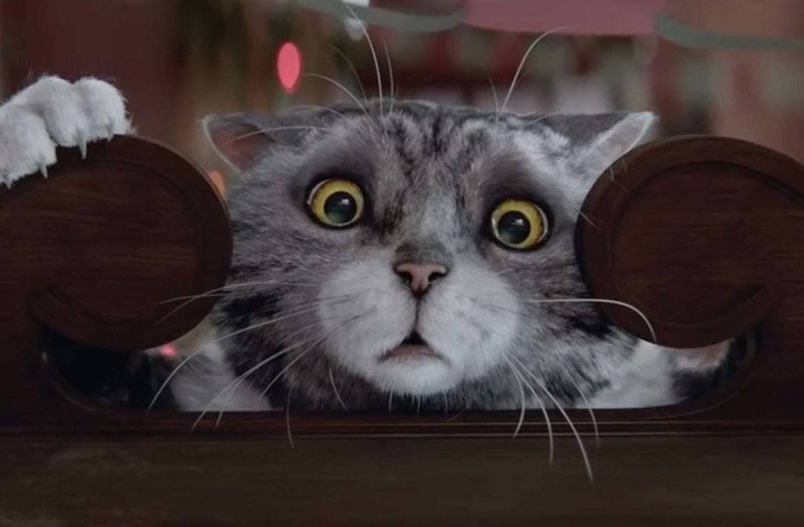 Испуганный кот