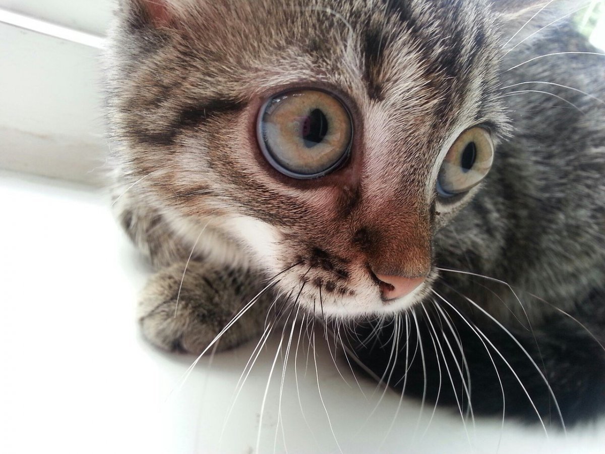 Перепуганный кот