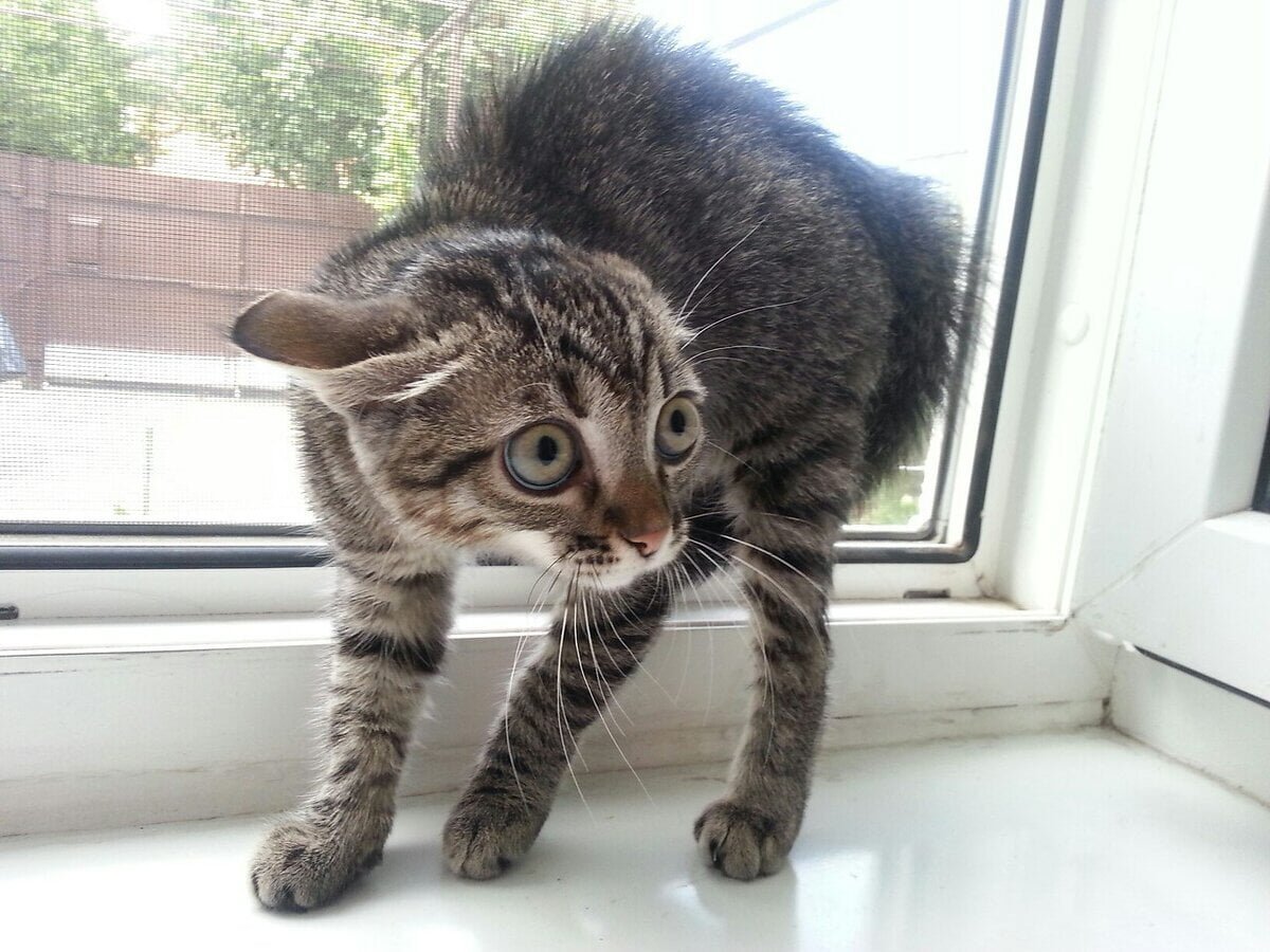 Котенок испугался