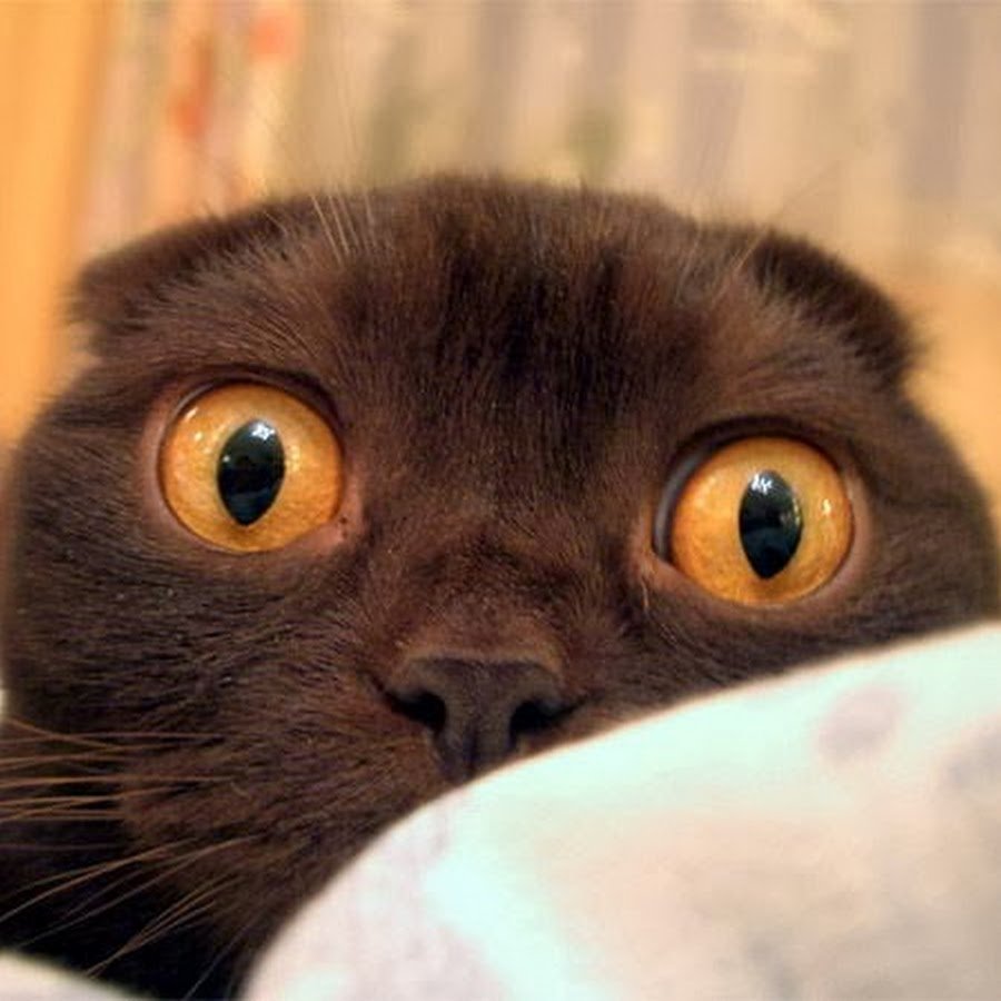 Кот с выпученными глазами