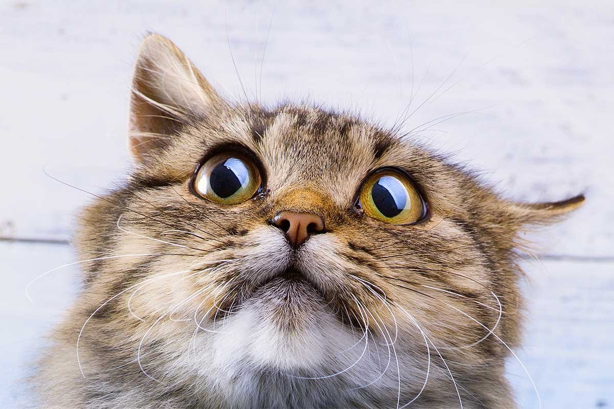 Стресс у кошки