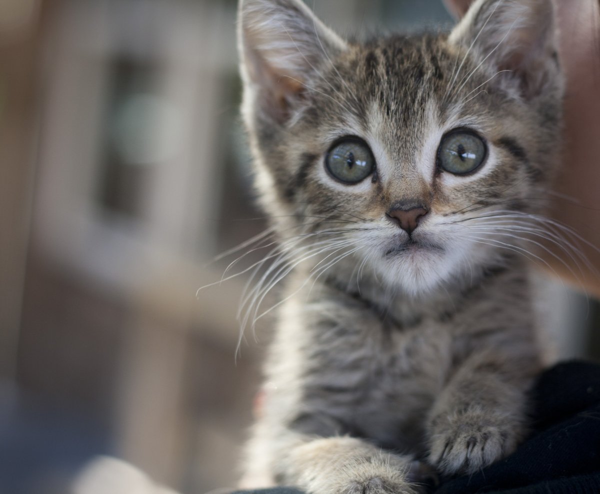 Котенок испугался