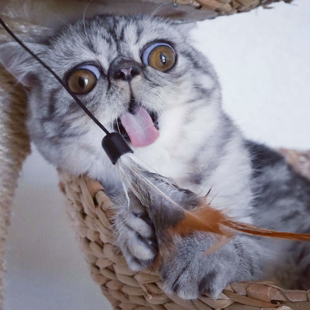 Коты испугались