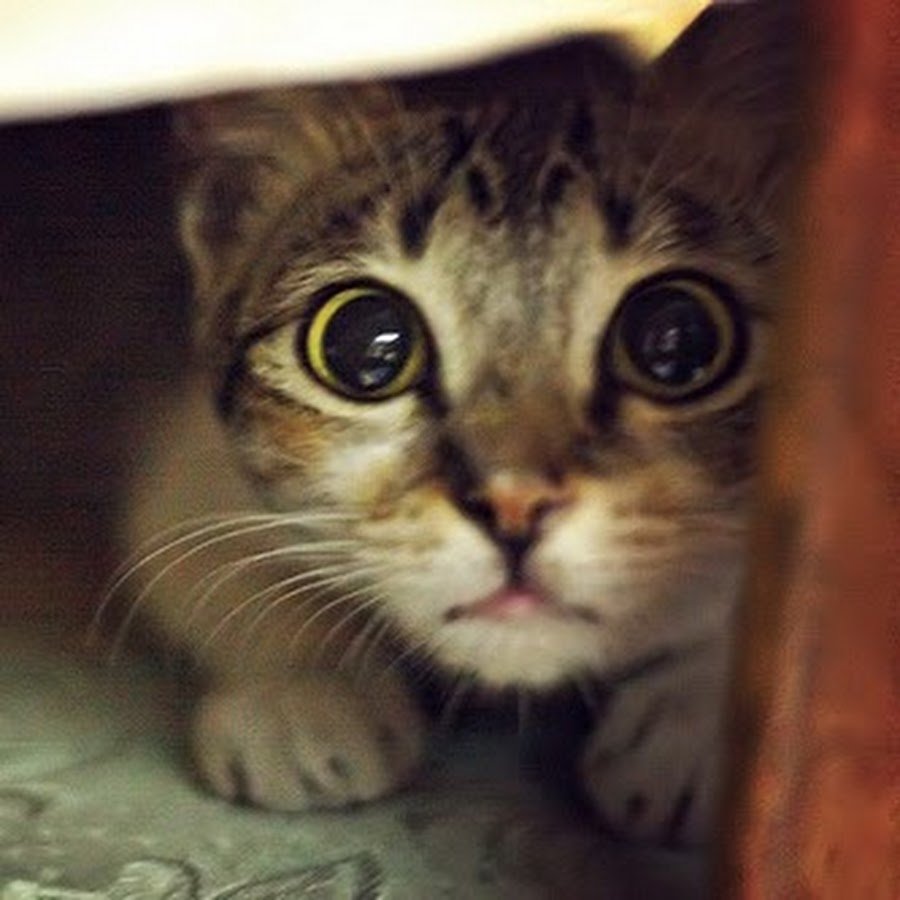 Трусливый котенок