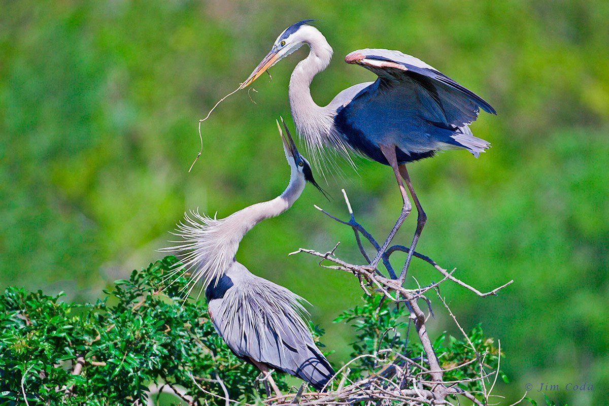 Цапля Херон