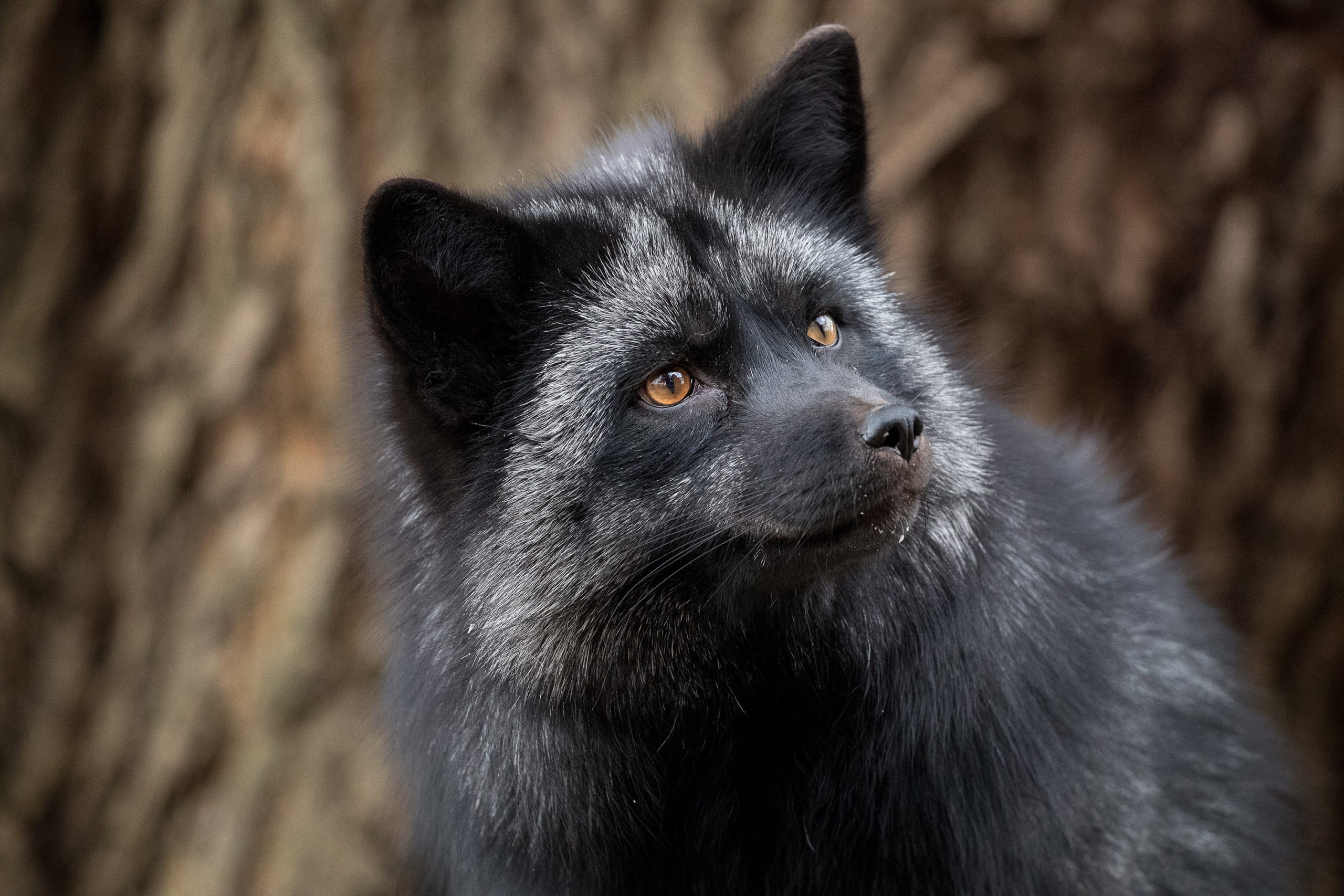 Fox сегодня. Чернобурая лисица лисицы. Канадская лисица чернобурая. Лиса меланист. Silver Fox.