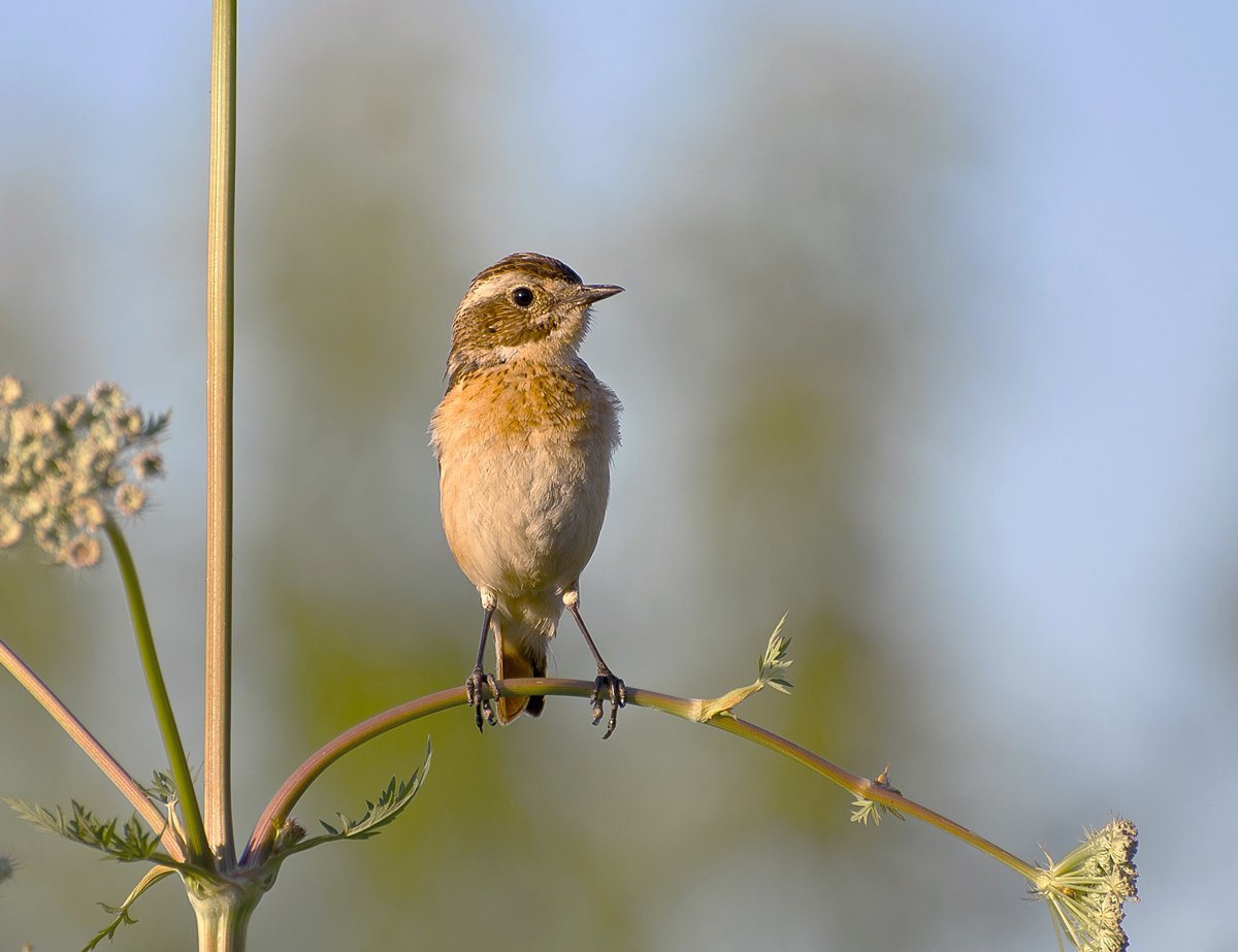Певчие птицы Тверской области