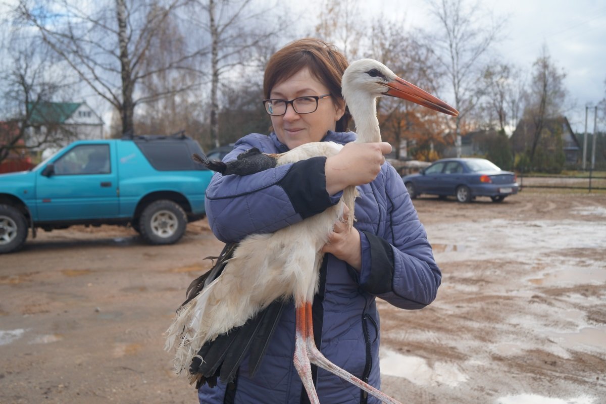 Аист птицы в Тверской области