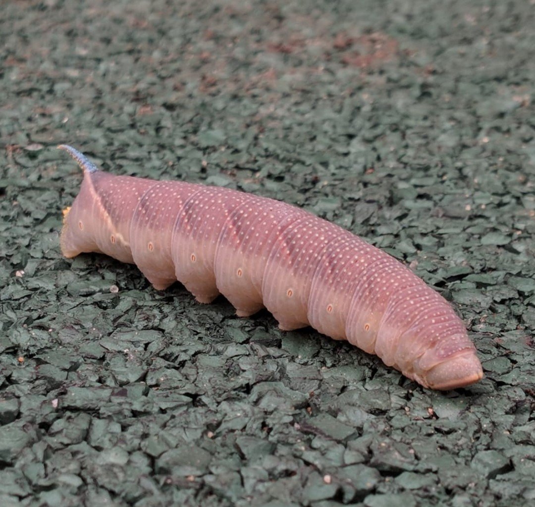 Розовая гусеница с рогом