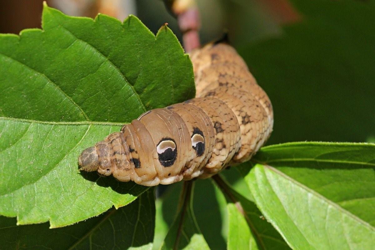 Винный Бражник гусеница