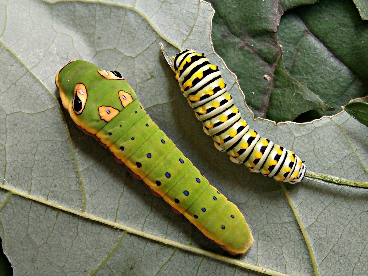 Papilio Troilus гусеница бабочка