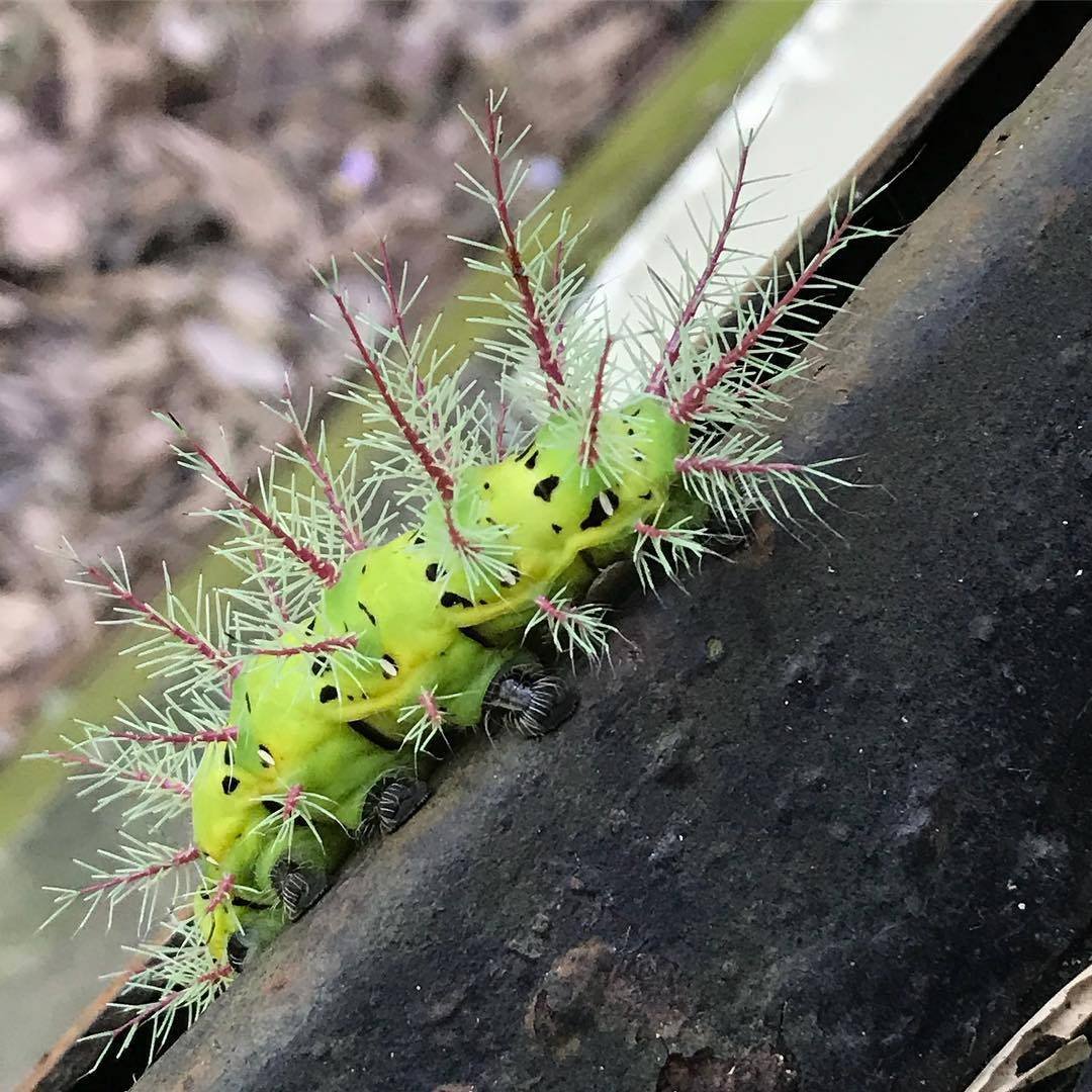 Ядовитая гусеница Лономия