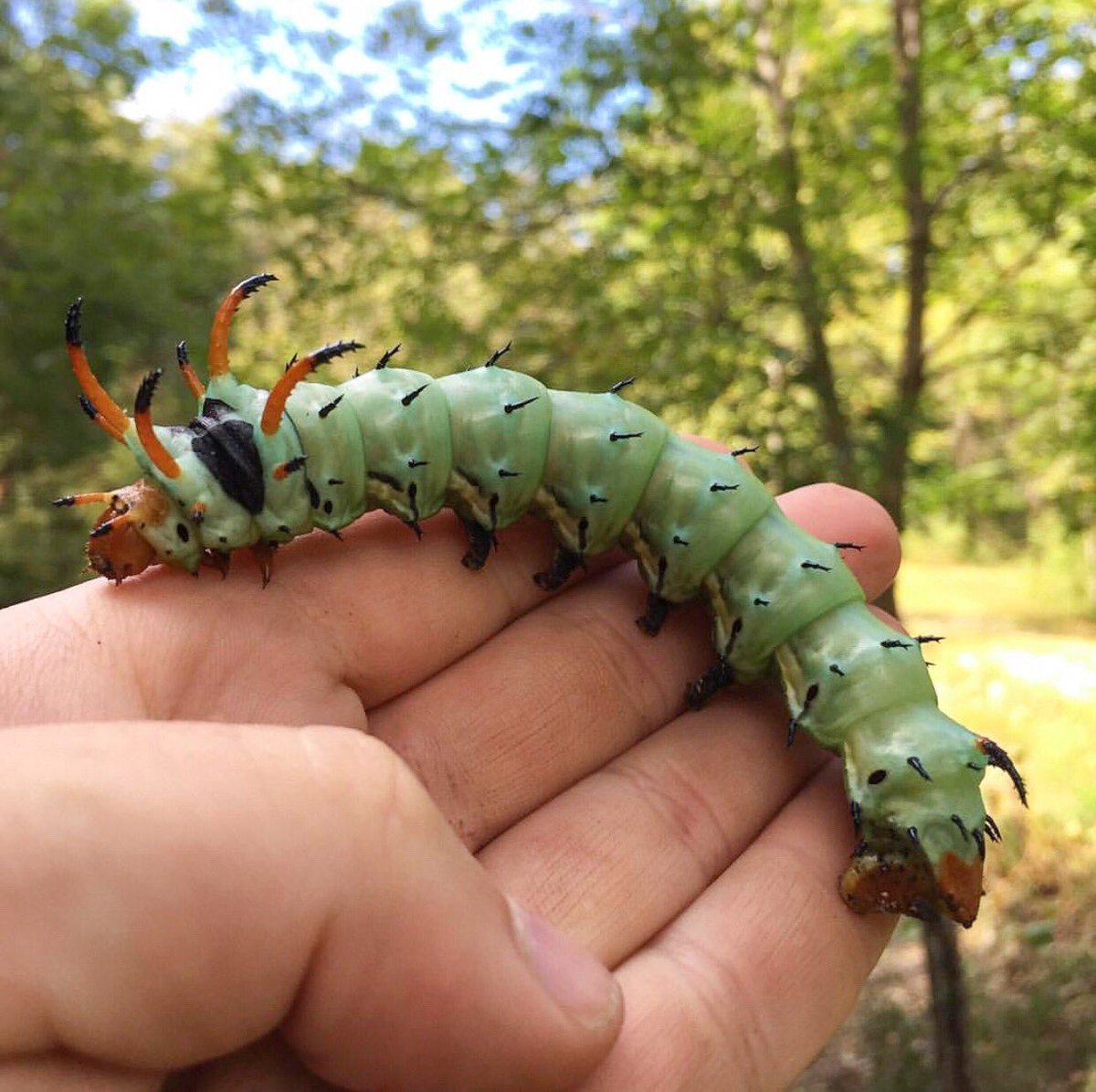 Цитерония Королевская гусеница