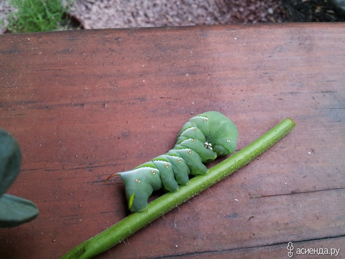 Виноградная гусеница зеленая
