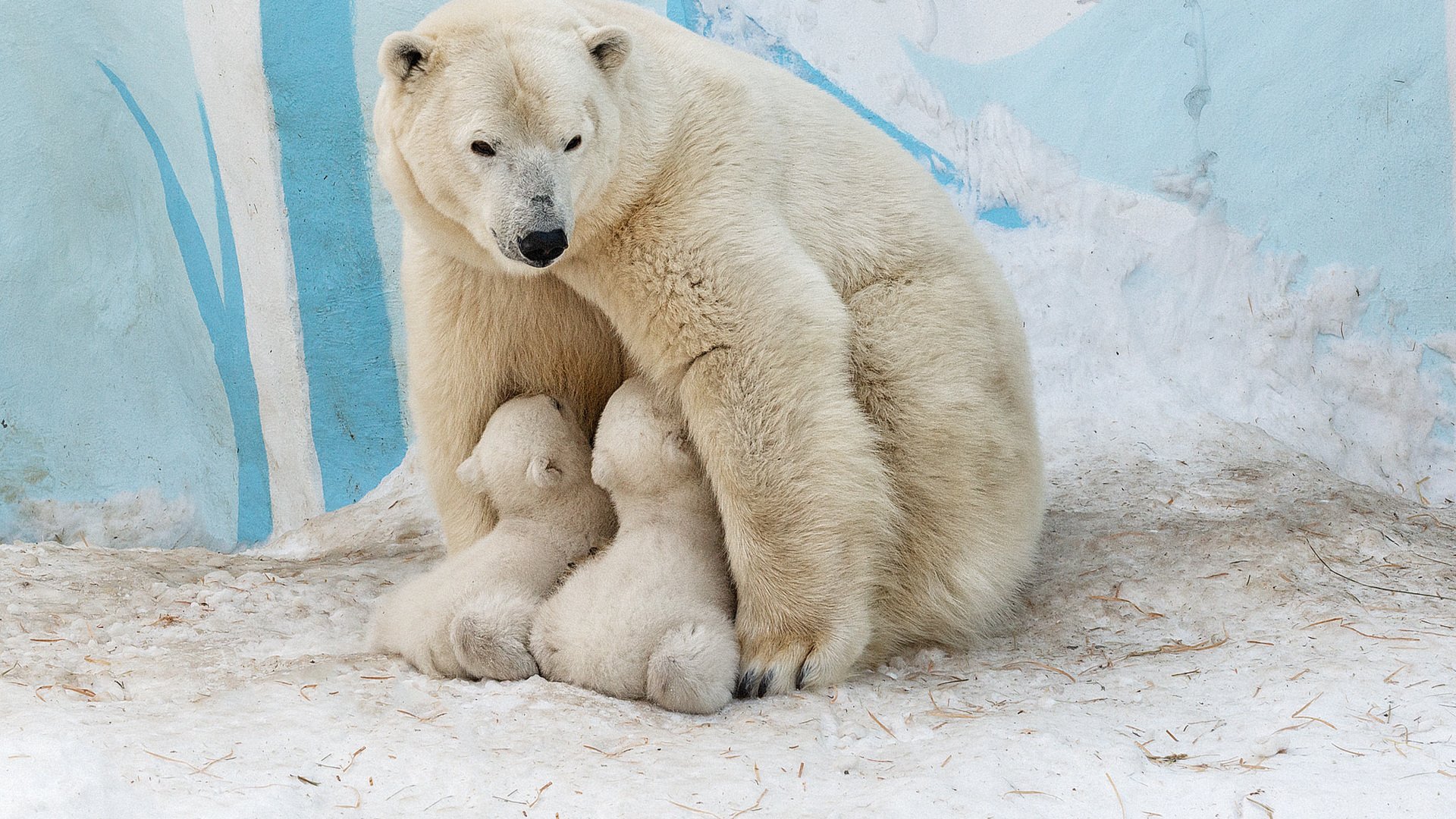 Зоопарк новосибирск белые медведи. Новосибирский зоопарк белые медвежата.