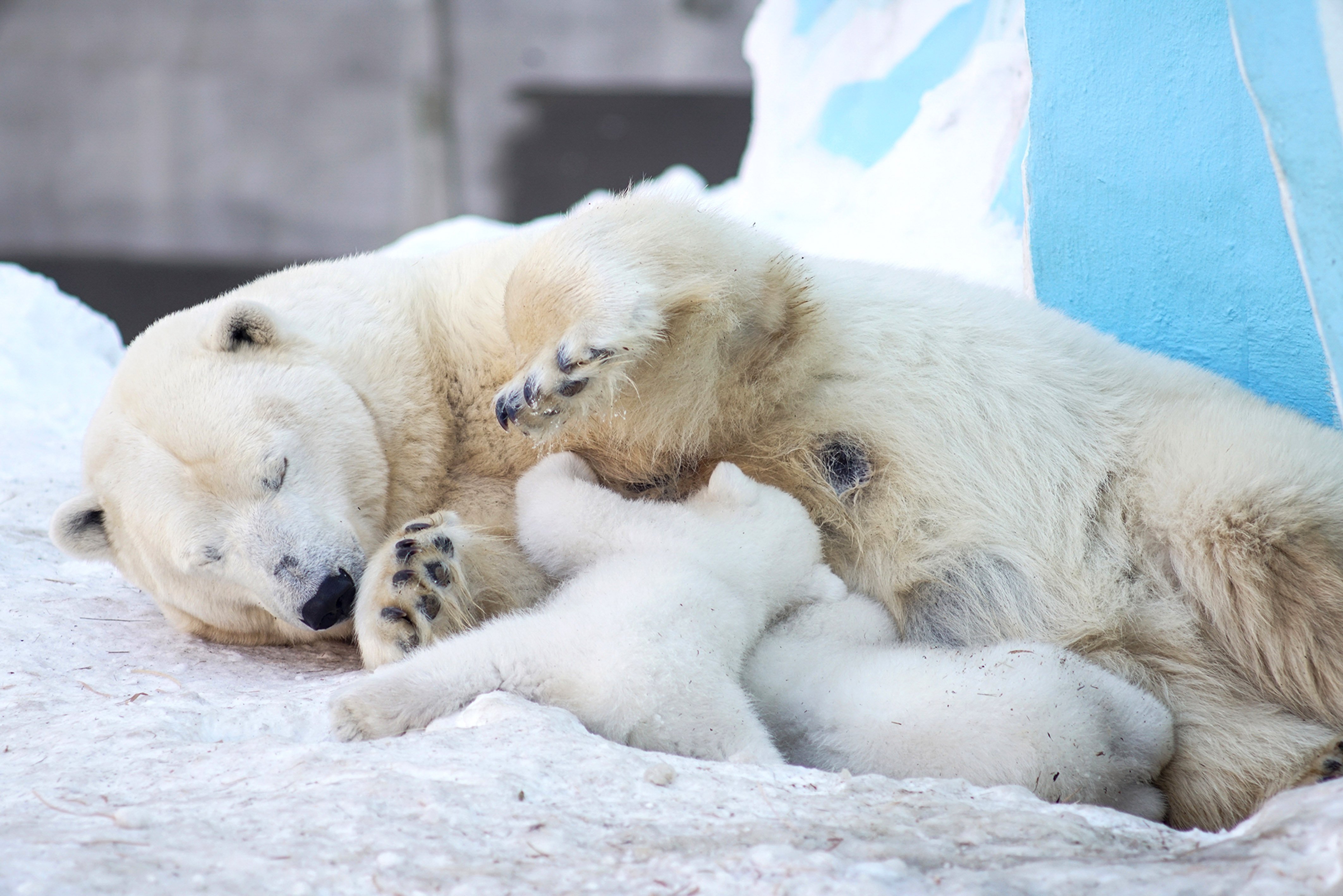 Белые медведи результаты. Новосибирский зоопарк белые медведи. Белый медведь Берлога белой медведицы. Белый Медвежонок. Детеныш белого медведя.