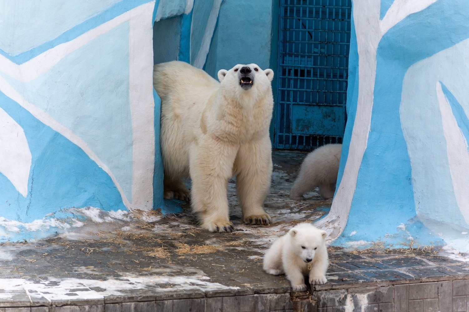 Зоопарк новосибирск белые медведи. Новосибирский зоопарк белые медвежата 2023. Новосибирский зоопарк вольер белых медведей. Новосибирский зоопарк медвежата.