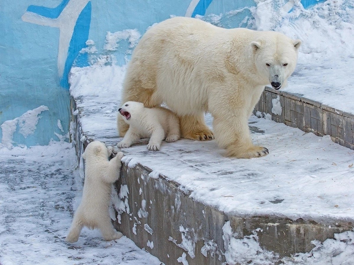 Зоопарк новосибирск белые медведи. Новосибирский зоопарк Новосибирск белые медведи. Белый медведь. Белые медведи в Новосибирском зоопарке. Белые медведи в Новосибирском зоопарке 2023.