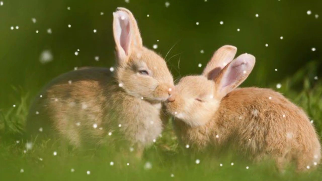 Песня ласковый заяц. Кролики любовь. Влюбленные кролики. Заяц и зайчиха. Кролики обнимаются.