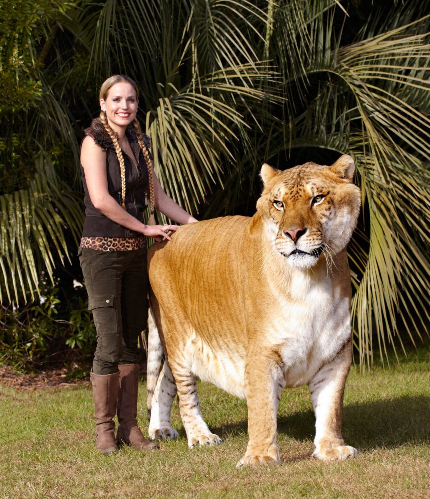 Лигр гибрид Льва и тигра