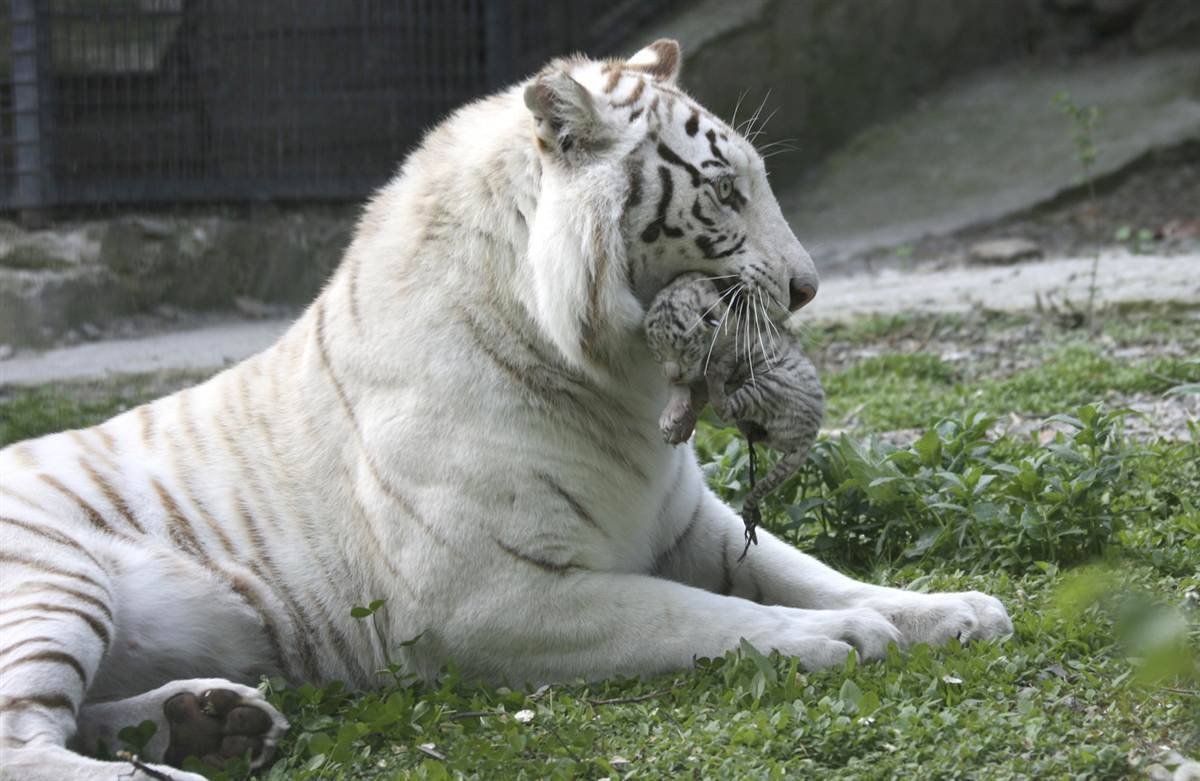 Лора-парк тигр альбинос