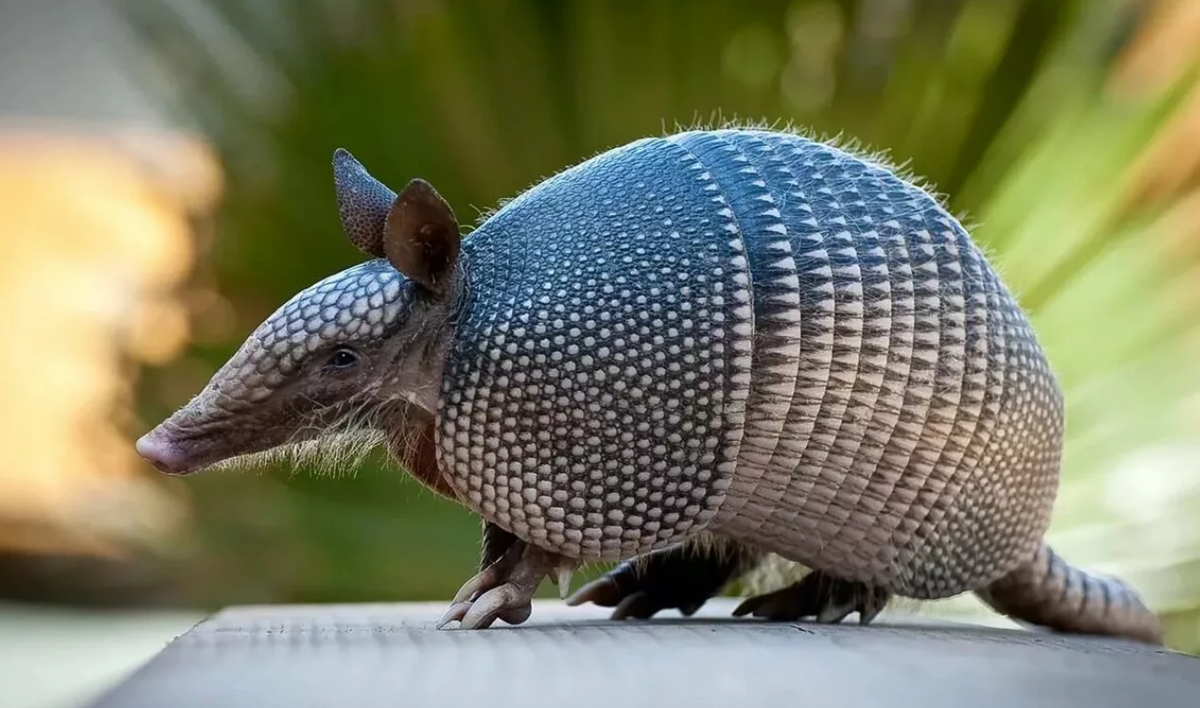 Армадилло животное броненосец